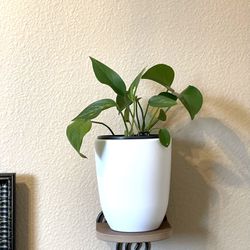 Well Established Philodendron Fast Growing Air Purifier House Plant In White Ceramic Pot 6"H.