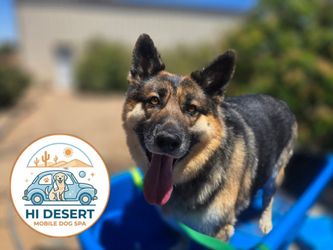 Mobile Dog Bathing - We come to you!