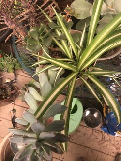 2 Spider plant & echeveria & jade