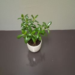 Jade Plant