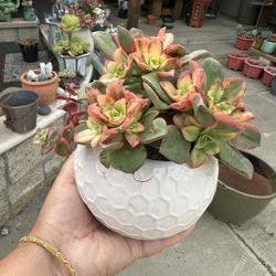 Succulents Arrangement 