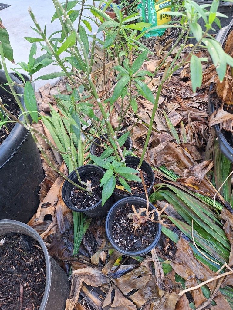 Best Offer! Bulk Collection of Plants! Must Go! Moving!