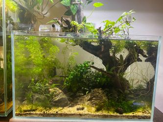 UNS 5 gallon planted Aquascape Fish Tank aquarium as pictured with filter !!! BUCEPHELANDRA and ANUBIAS and MOSS