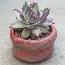 Succulents plants 🪴