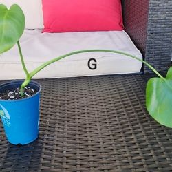 Rutted Monstera Deliciosa Cuttings