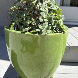 Large green ceramic planter with beautiful succulent