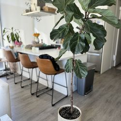 Large Fiddle Leaf Fig Tree Floor Plant With Pot