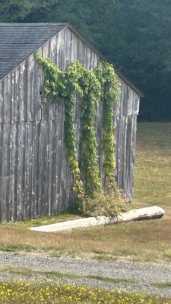 Free HOPS plants you dig beer making crafts