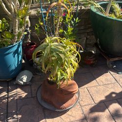 Plant 