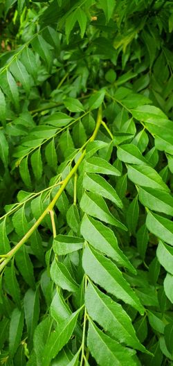 Fresh Curry Leaves - Strong Aroma