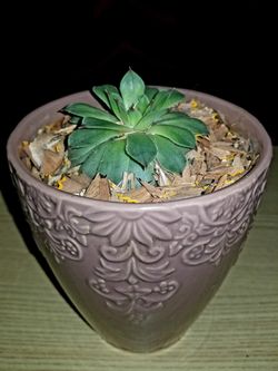 Succulent Plant in a beautiful ceramic pot
