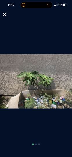 Organic Fig Tree Cuttings