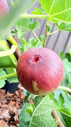 Fig Lovers – Last Few 1-Gallon Fig Trees Available!