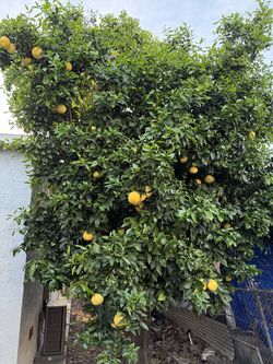 Free Grapefruit/Pomelo. You pick as much as you want.