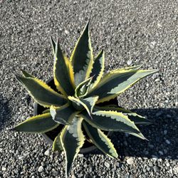 Agave