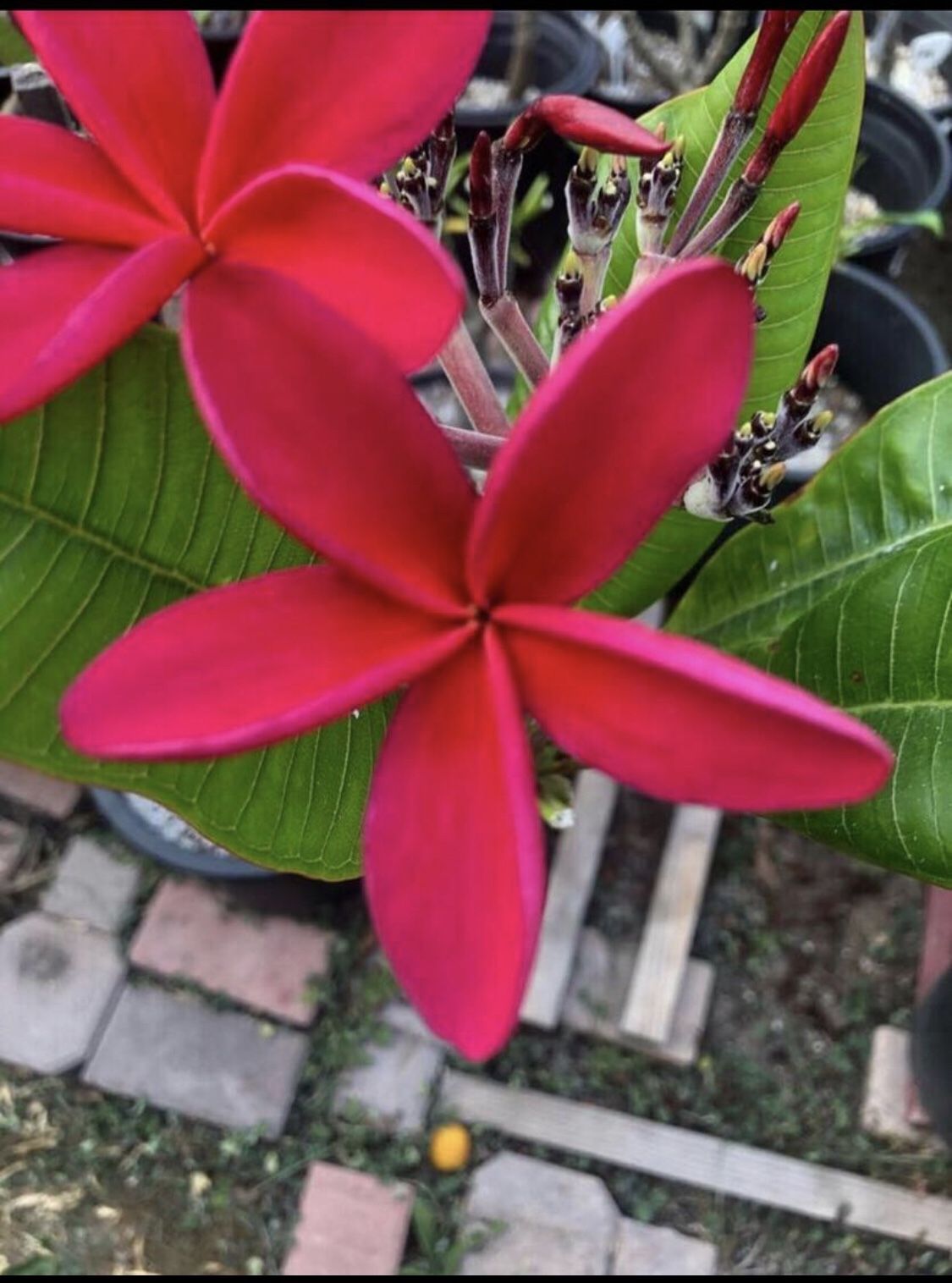 Plumeria “Red” for Sale in San Diego, CA OfferUp