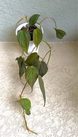 Philodendron Micans plant