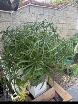 umbrella plant