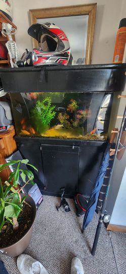 Fish tank with stand lights pumps fish all included