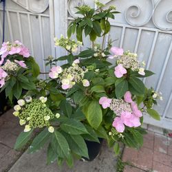 Hydrangea Cascade Outdoor Partial Sun Plant, In 5 Gallons Pot Pick Up Only 