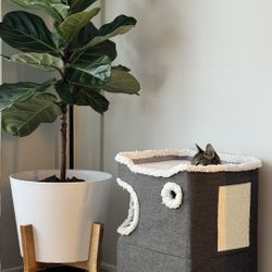 2-Story Cat House OBO.