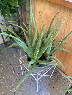 Aloe Vera plant