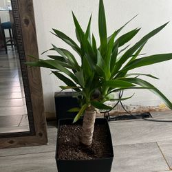 Planta Natural