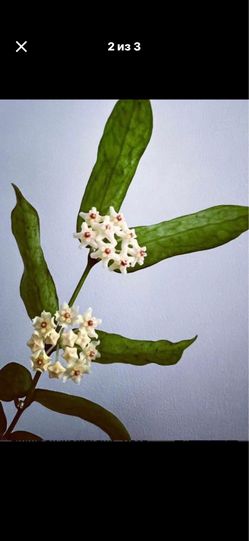 Hoya Pandurata with pedancle