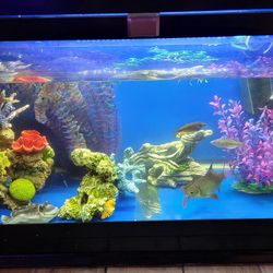 Big Fish Tank With 3 Filters.5 Fishes ,2 Plecos.and Decor And One Turtle 