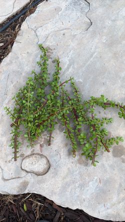 Free cuttings elephant bush