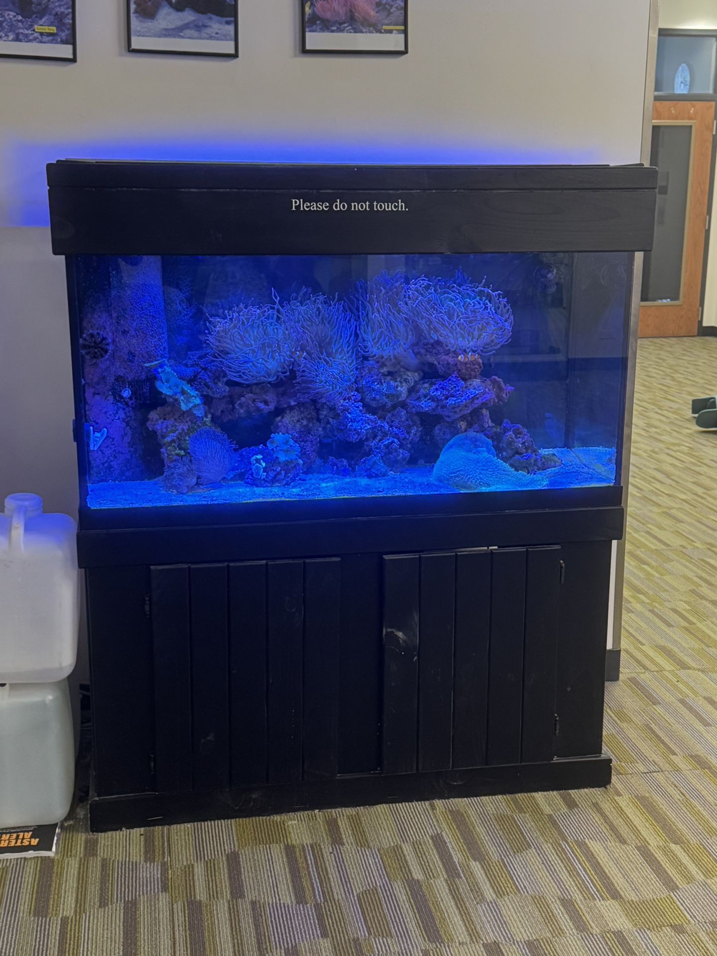 Salt water fish tank