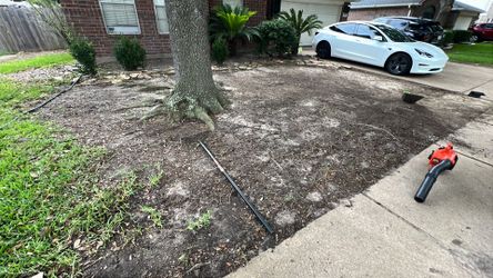 Grass St. Agustine