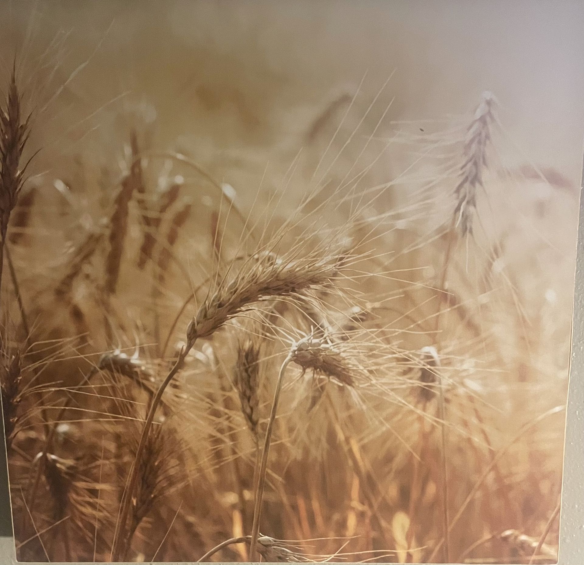 This is a canvas print or wall art