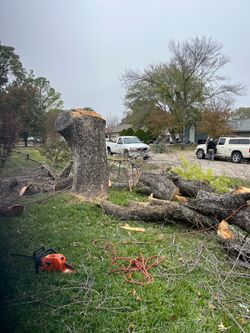 Trees cutting Arboles