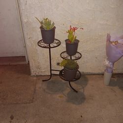 Plants And Plant Holder