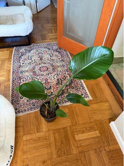 Bird of paradise