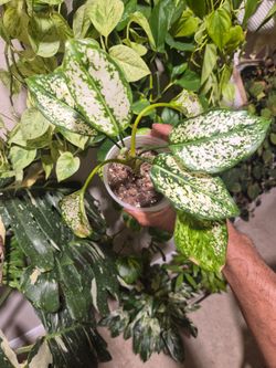 Aglaonema