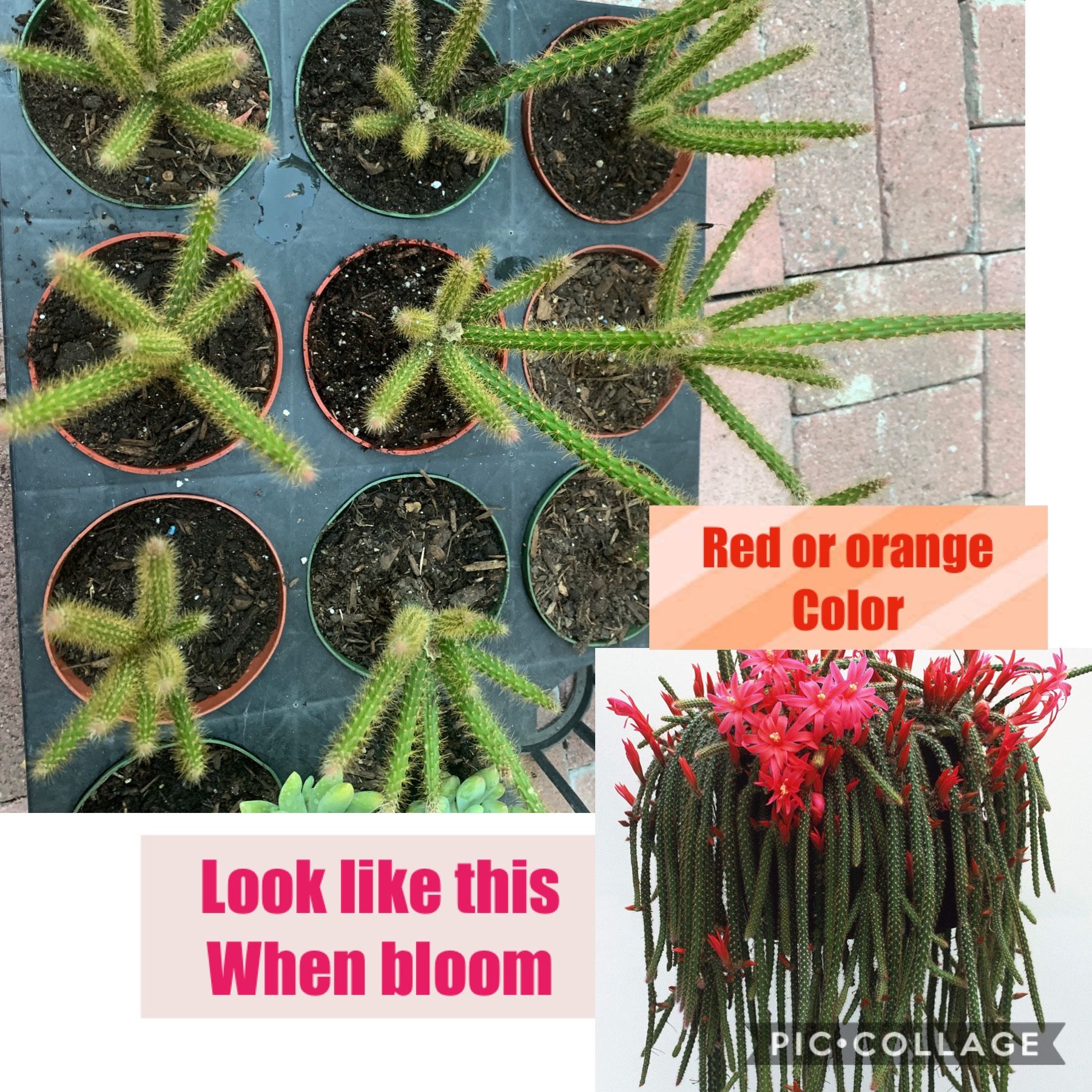 Rat tail color red or orange flower in 4”pot