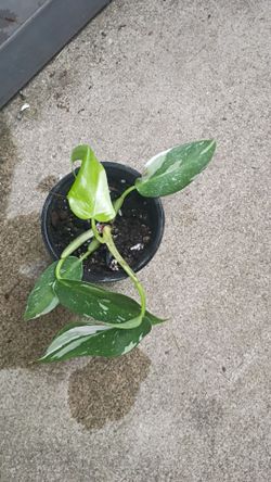 White Princess Philodendron