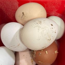 American Bresse Chicken Hatching Eggs