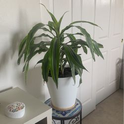 Indoor Plants