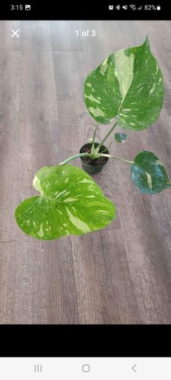 Monstera Thai Constellation 