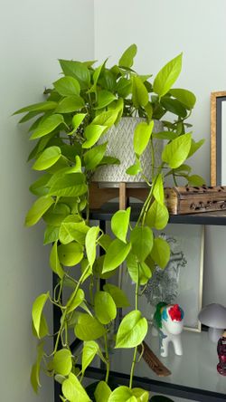Neon Pothos