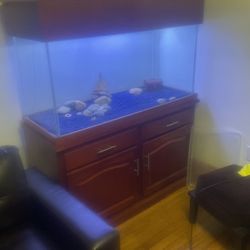 Fish Tank 