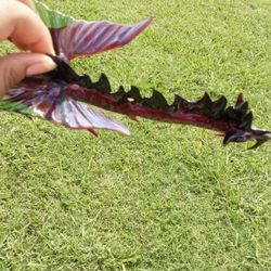 Glass Dragon Statue 