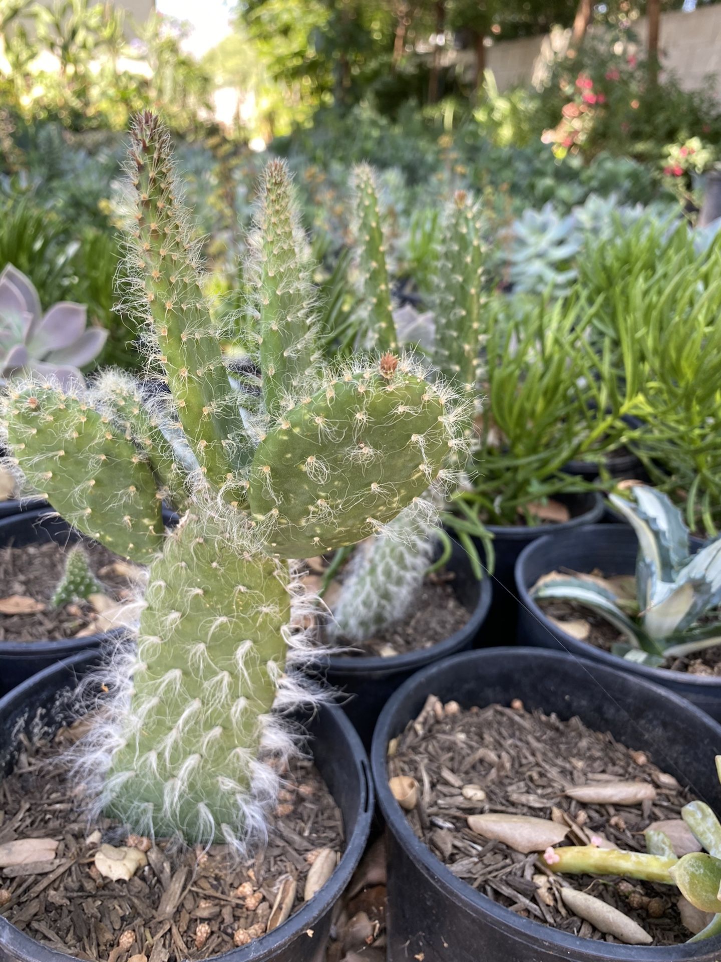 Succulents