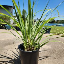 Lemongrass Plant