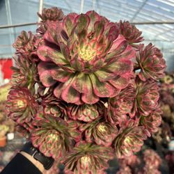 Aeonium Gucci Imported 