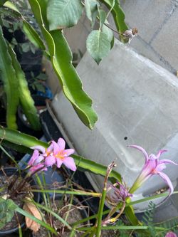 Planta