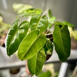 Variegated Philodendron Burle Marx